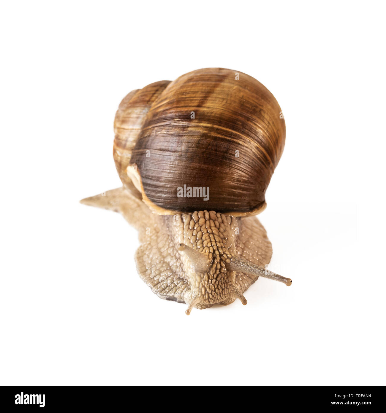 Snail vista frontale Helix pomatia o terreni lumaca isolato su bianco Foto Stock