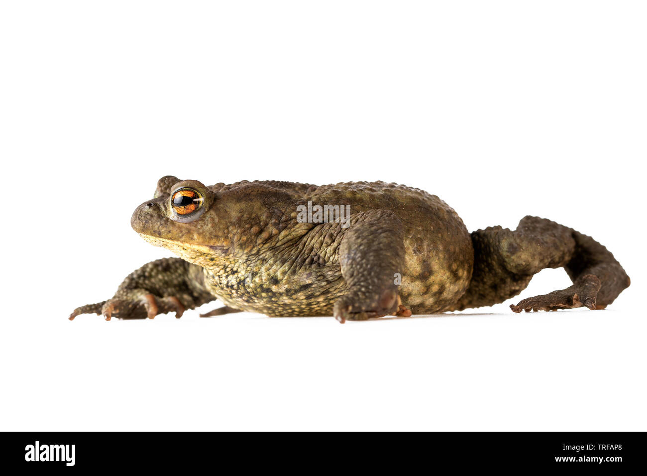 Toad Creeping il rospo comune o Bufo Bufo isolato su bianco Foto Stock