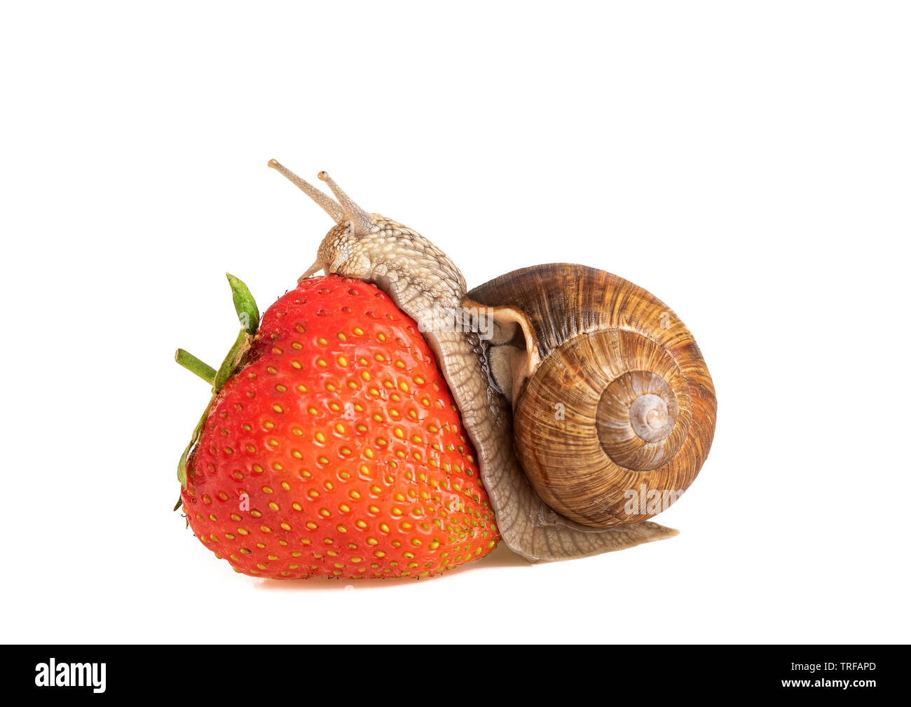 Snail mangiare fragole lumaca di terra di mangiare fragole isolato su sfondo bianco Foto Stock