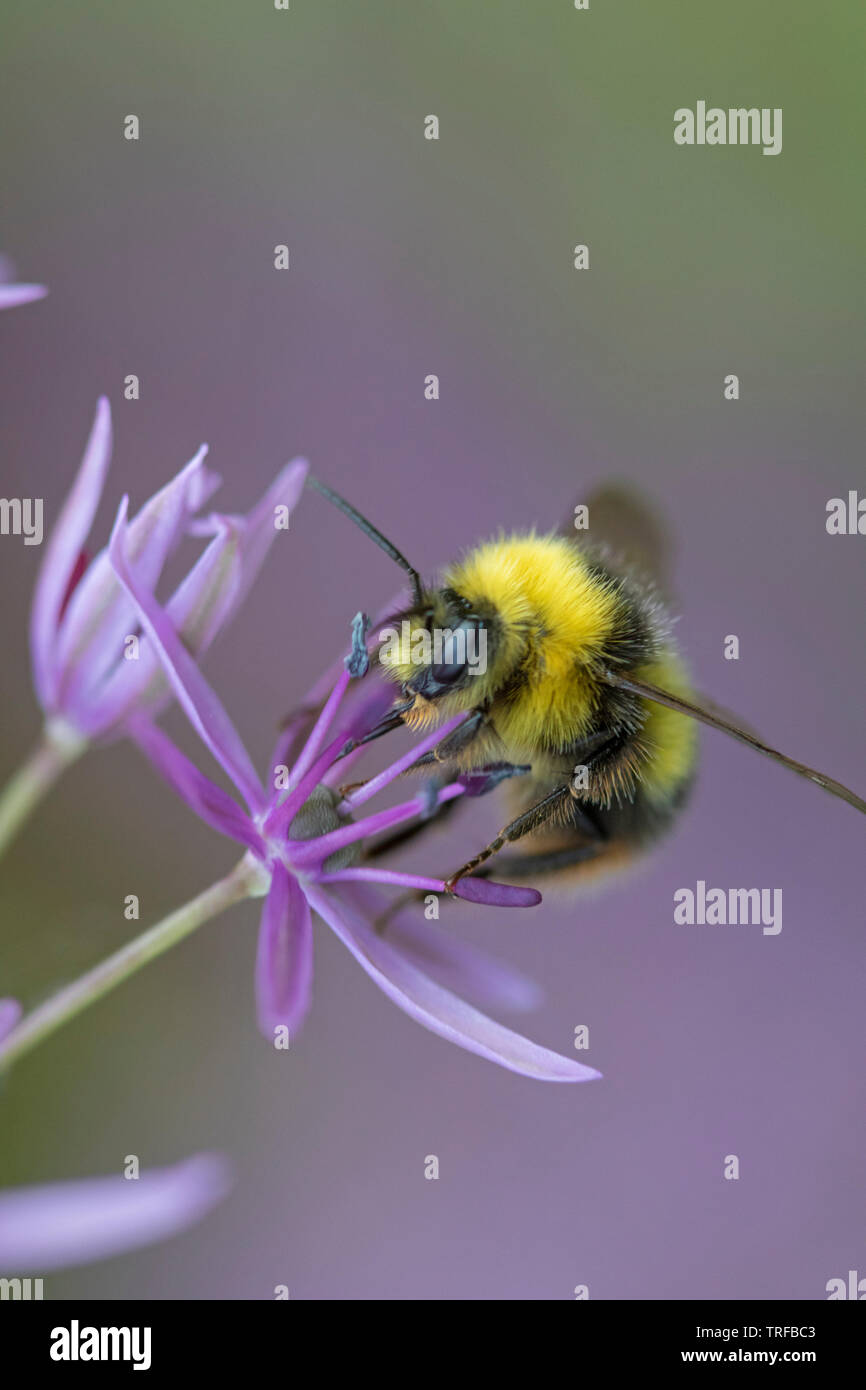 Bumble Bee su un Allium capolino, England, Regno Unito Foto Stock