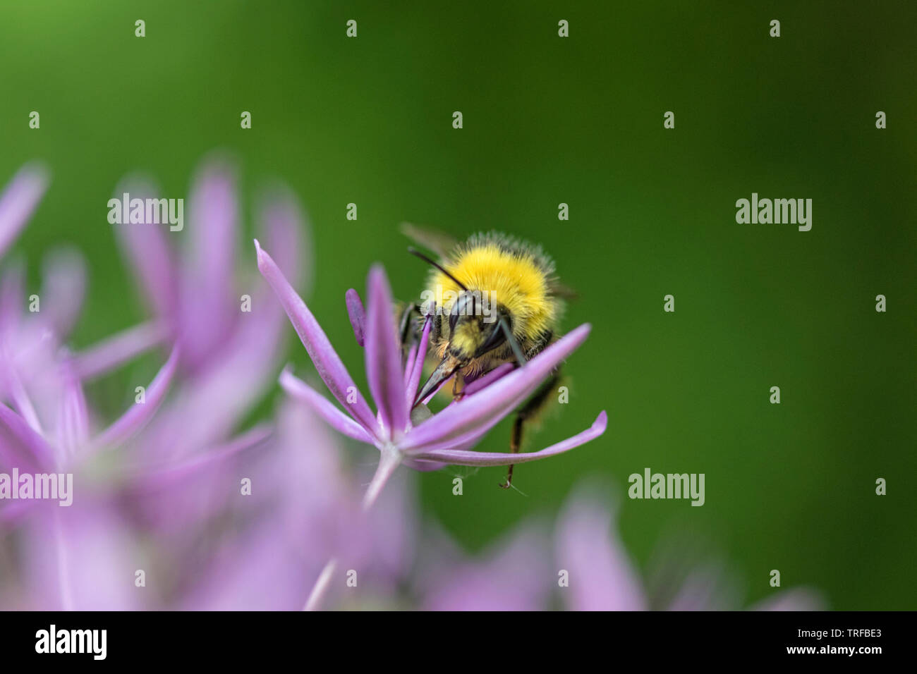 Bumble Bee su un Allium capolino, England, Regno Unito Foto Stock