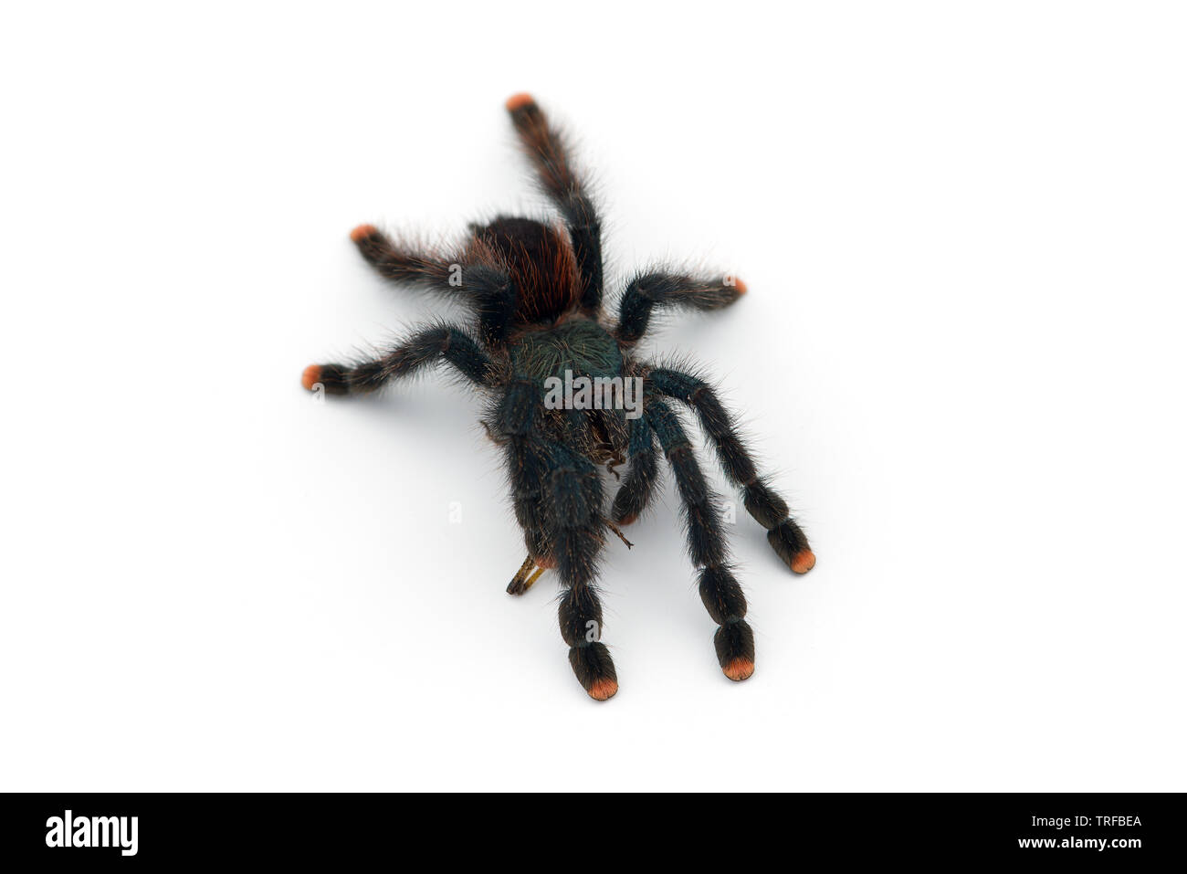 L'Antilles pinktoe tarantula isolati su sfondo bianco Foto Stock