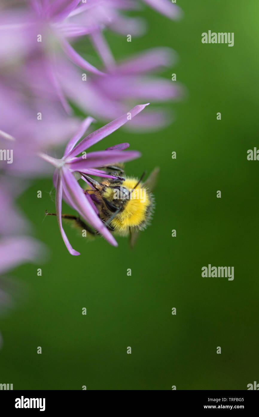 Bumble Bee su un Allium capolino, England, Regno Unito Foto Stock