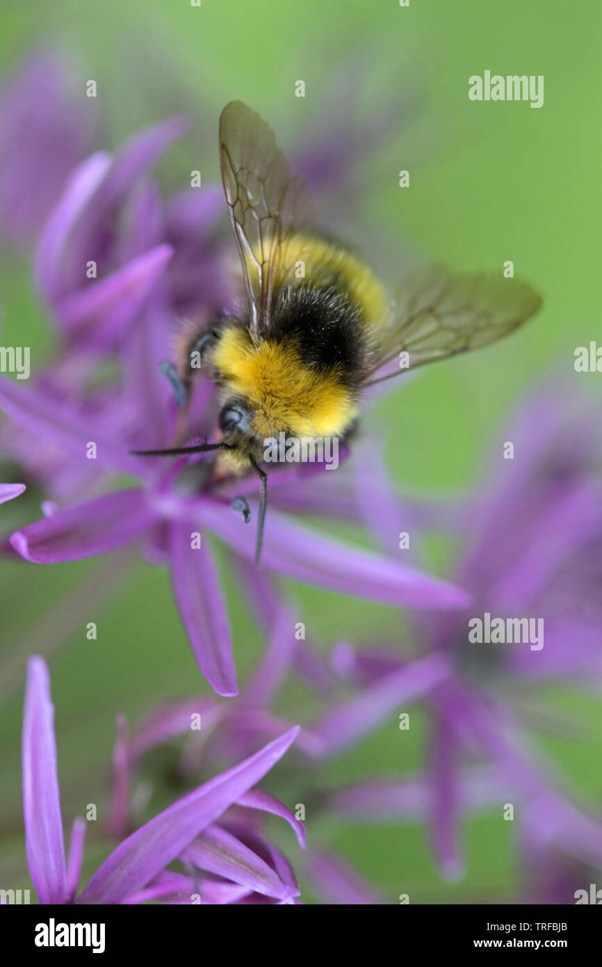 Bumble Bee su un Allium capolino, England, Regno Unito Foto Stock