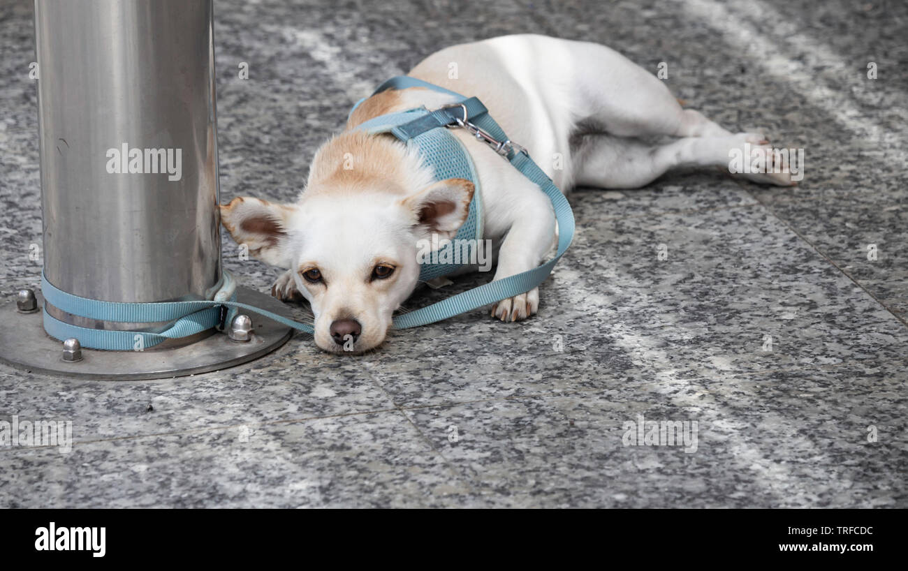 Cane legato al post al di fuori del negozio. Foto Stock