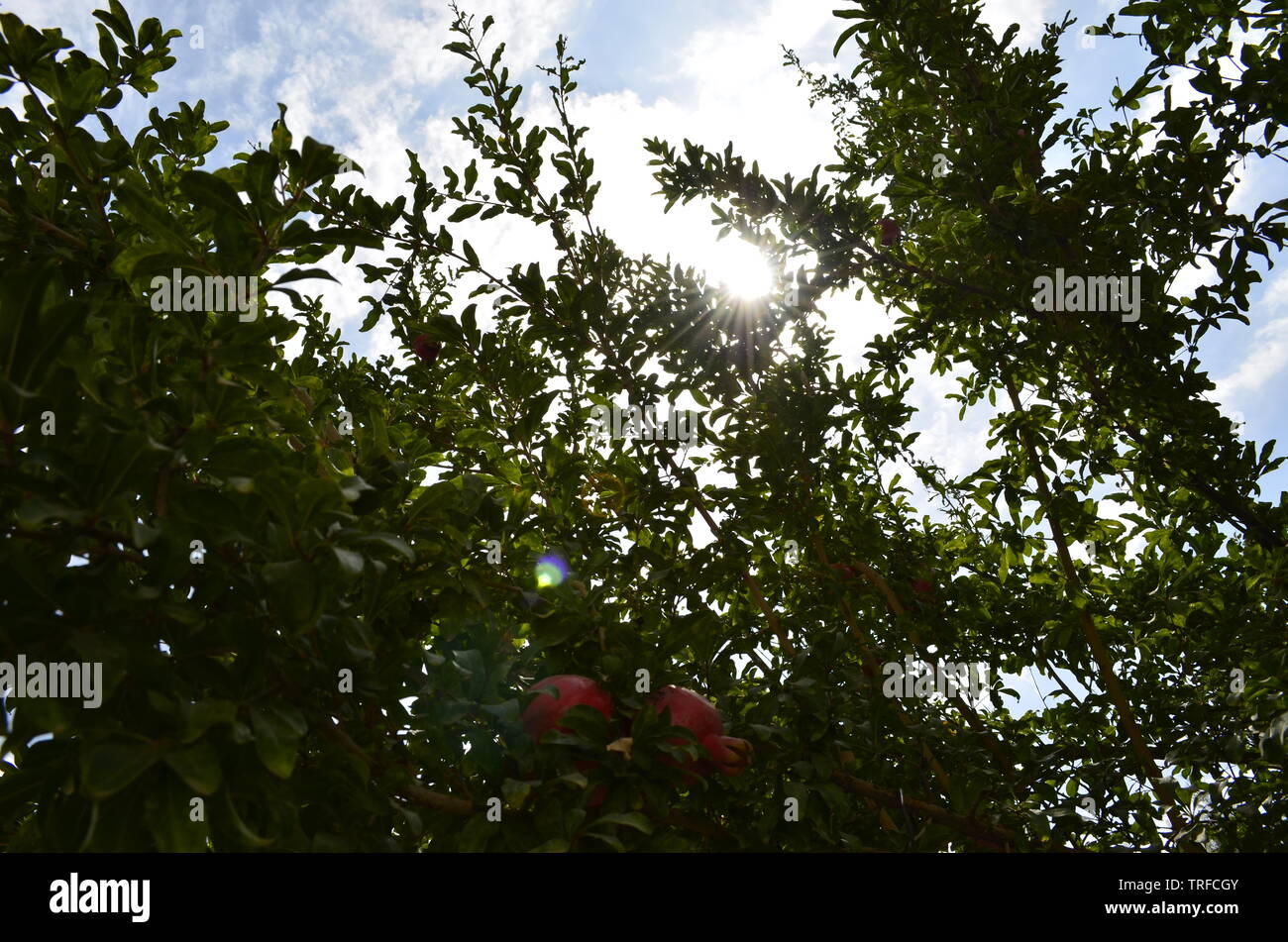 Bellissimo albero di melograno Foto Stock