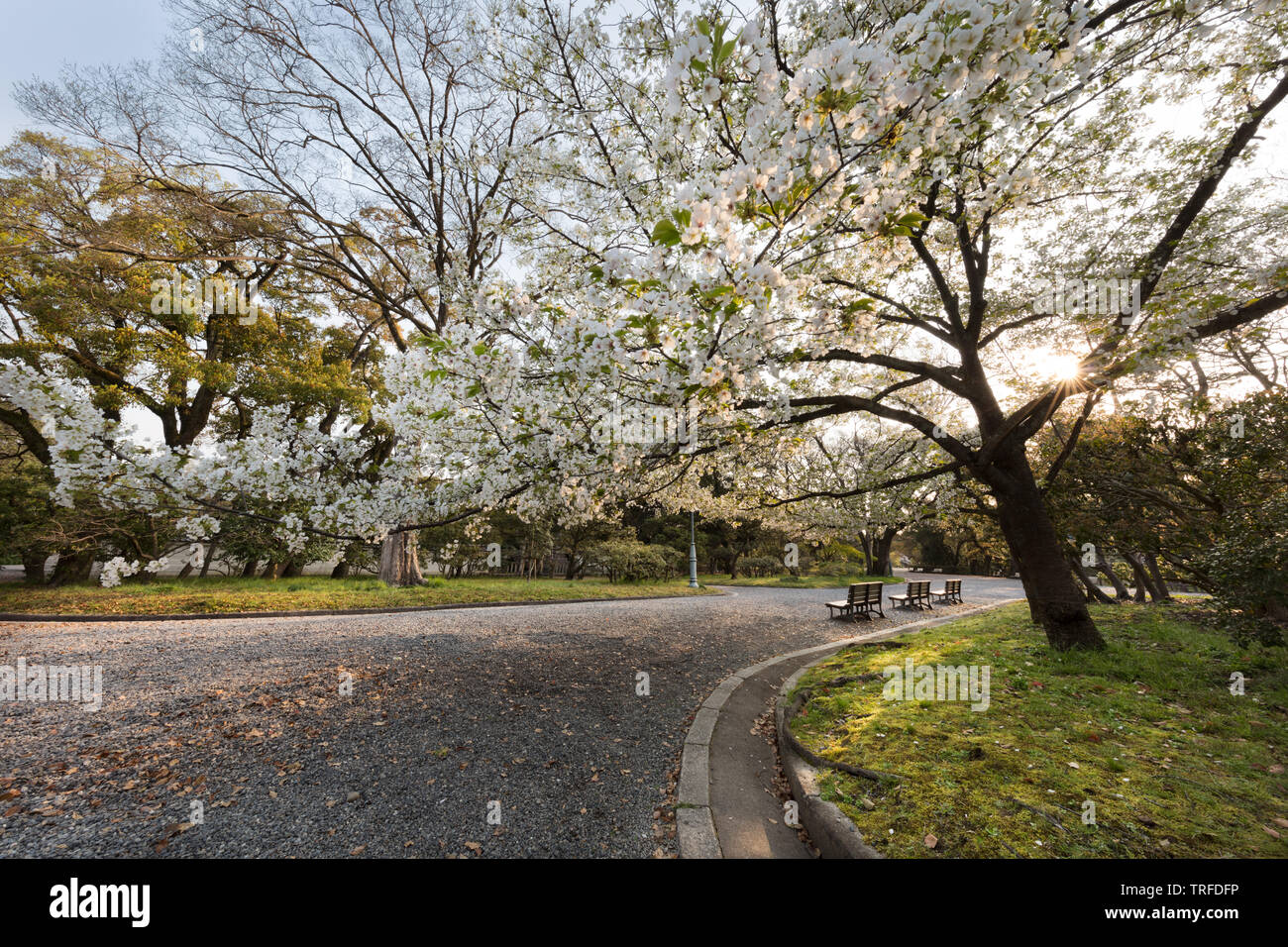 La fioritura dei ciliegi nei giardini del Palazzo Imperiale di Kyoto, Giappone Foto Stock