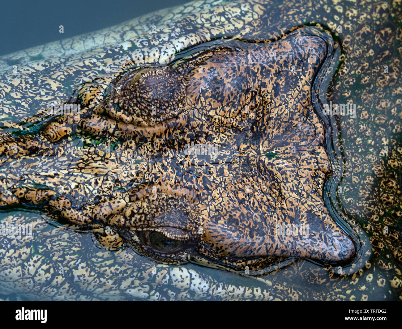 Coccodrillo di acqua salata Crocodylus porosus captive Foto Stock