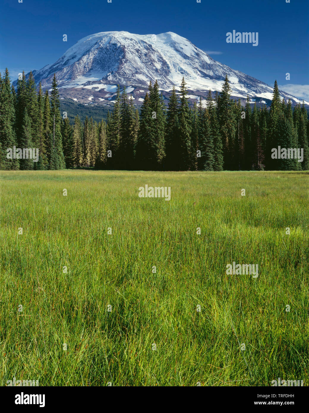 Stati Uniti d'America, Washington, Gifford Pinchot National Forest, lato nord ovest di Mt. Adams al di sopra di conifere e di erba a Prati fangosi nel Mt. Adams Wilderness. Foto Stock