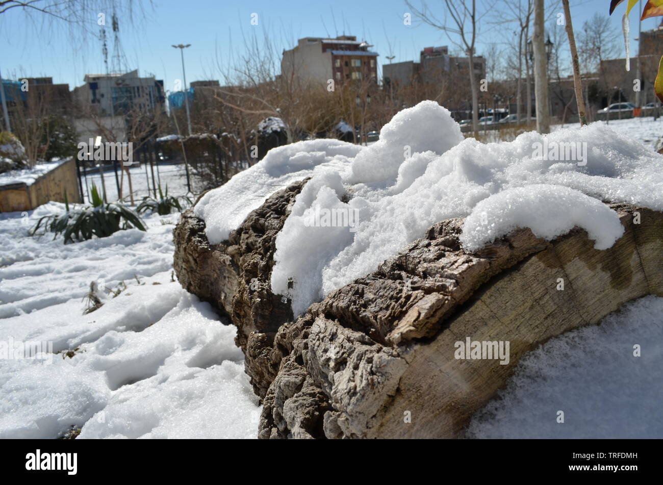 Amicizia di neve e il vecchio albero Foto Stock