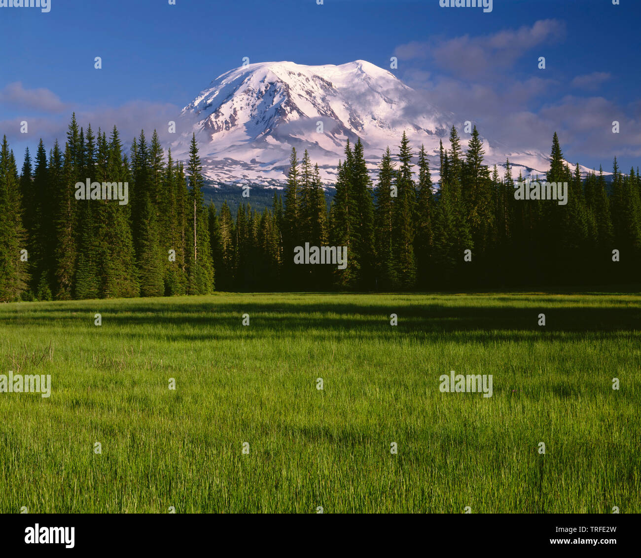 Stati Uniti d'America, Washington, Gifford Pinchot National Forest, lato nord ovest di Mt. Adams al di sopra di conifere e di erba a Prati fangosi nel Mt. Adams Wilderness. Foto Stock