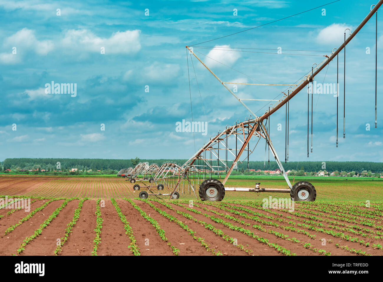 Perno del sistema di irrigazione in semi di soia coltivati e campo di mais, apparecchiature agricole per colture di irrigazione Foto Stock