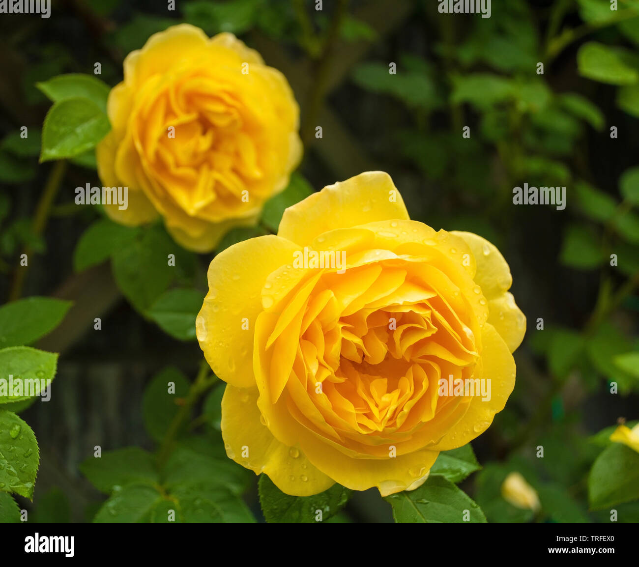 Due rose giallo che cresce in un giardino nel nord ovest dell'Italia. Essi sono bagnate dalla pioggia recenti Foto Stock