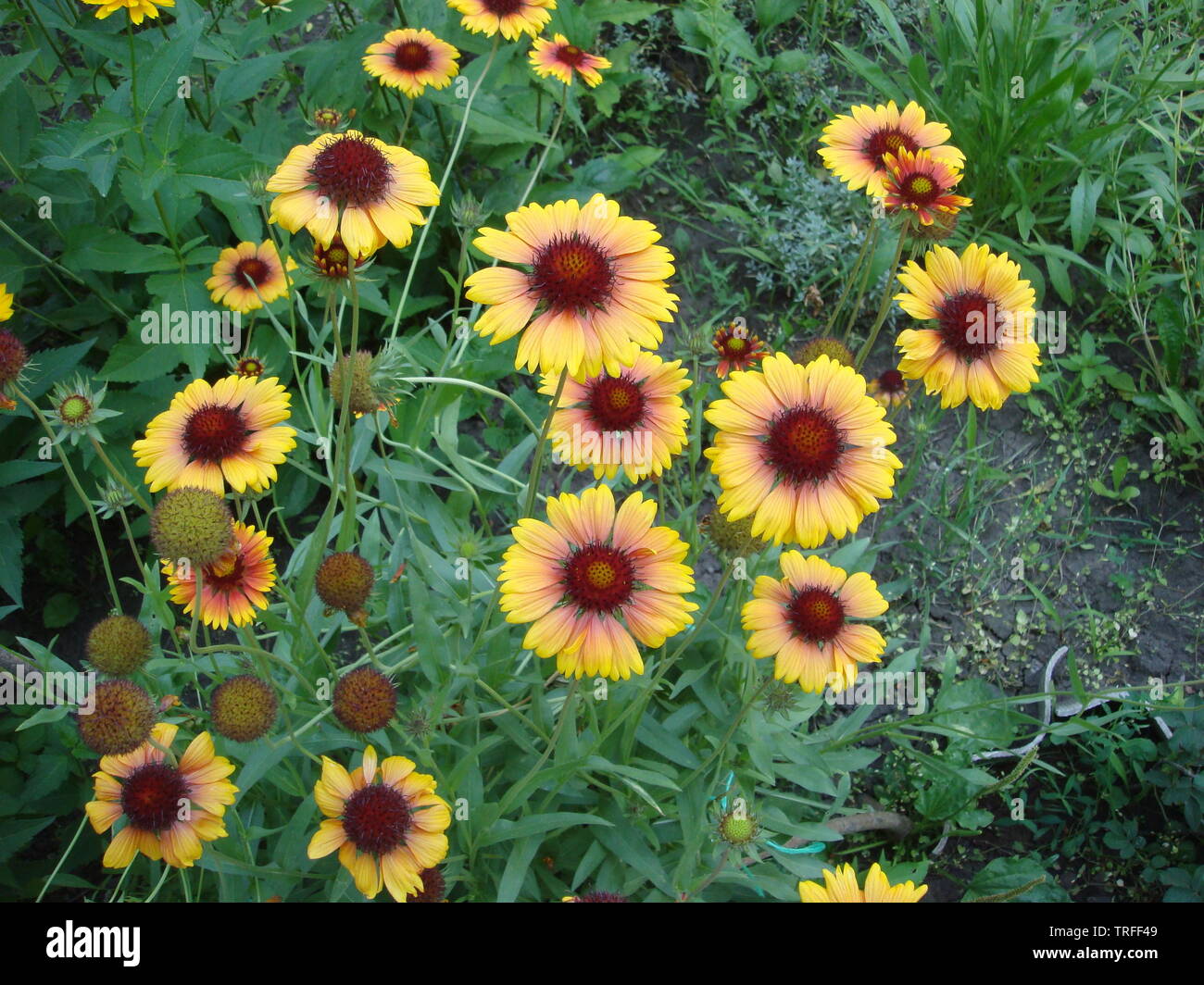 Un colorato arancione e rosso Rudbeckia fiori nel giardino estivo Foto Stock