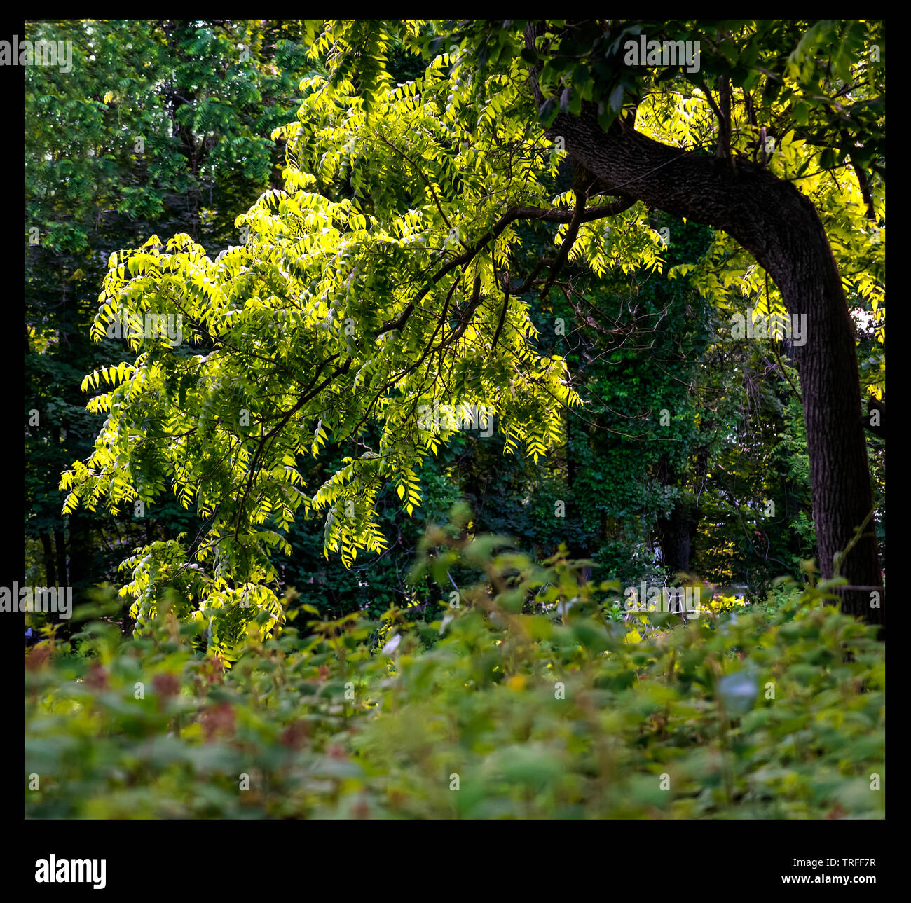 Park etude con un ramo solare, Philadelpfia, PA, Stati Uniti d'America Foto Stock