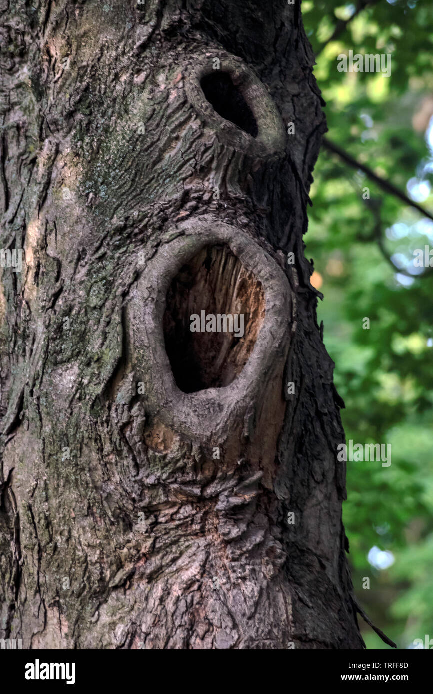 One Tree - due incavi, Philadelpfia, PA, Stati Uniti d'America Foto Stock