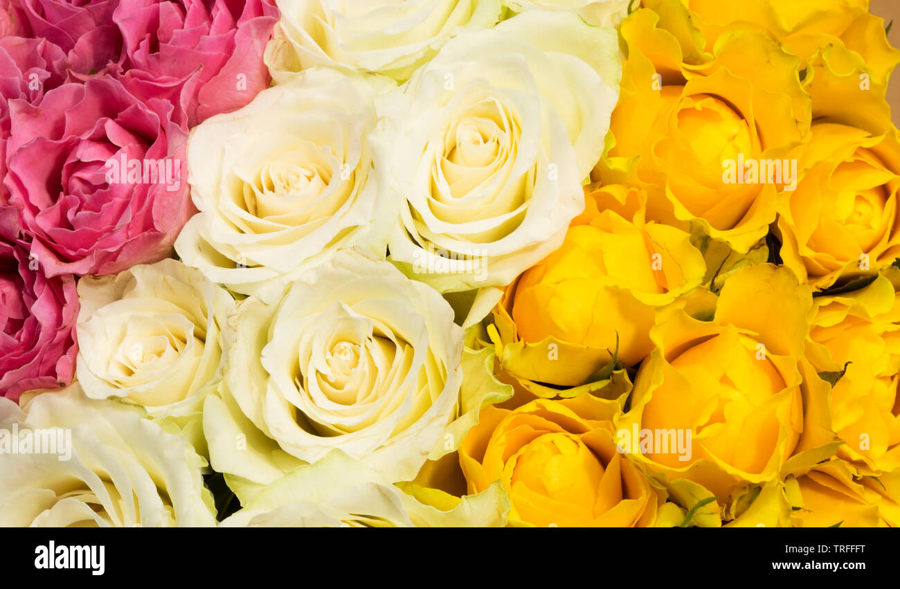 Rose colorata da vicino come sfondo Foto Stock