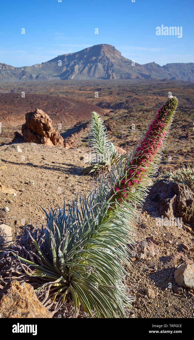 Torre di gioielli (Echium wildpretii) impianto, specie endemica per l'isola di Tenerife nel Parco Nazionale del Teide, Spagna. Foto Stock
