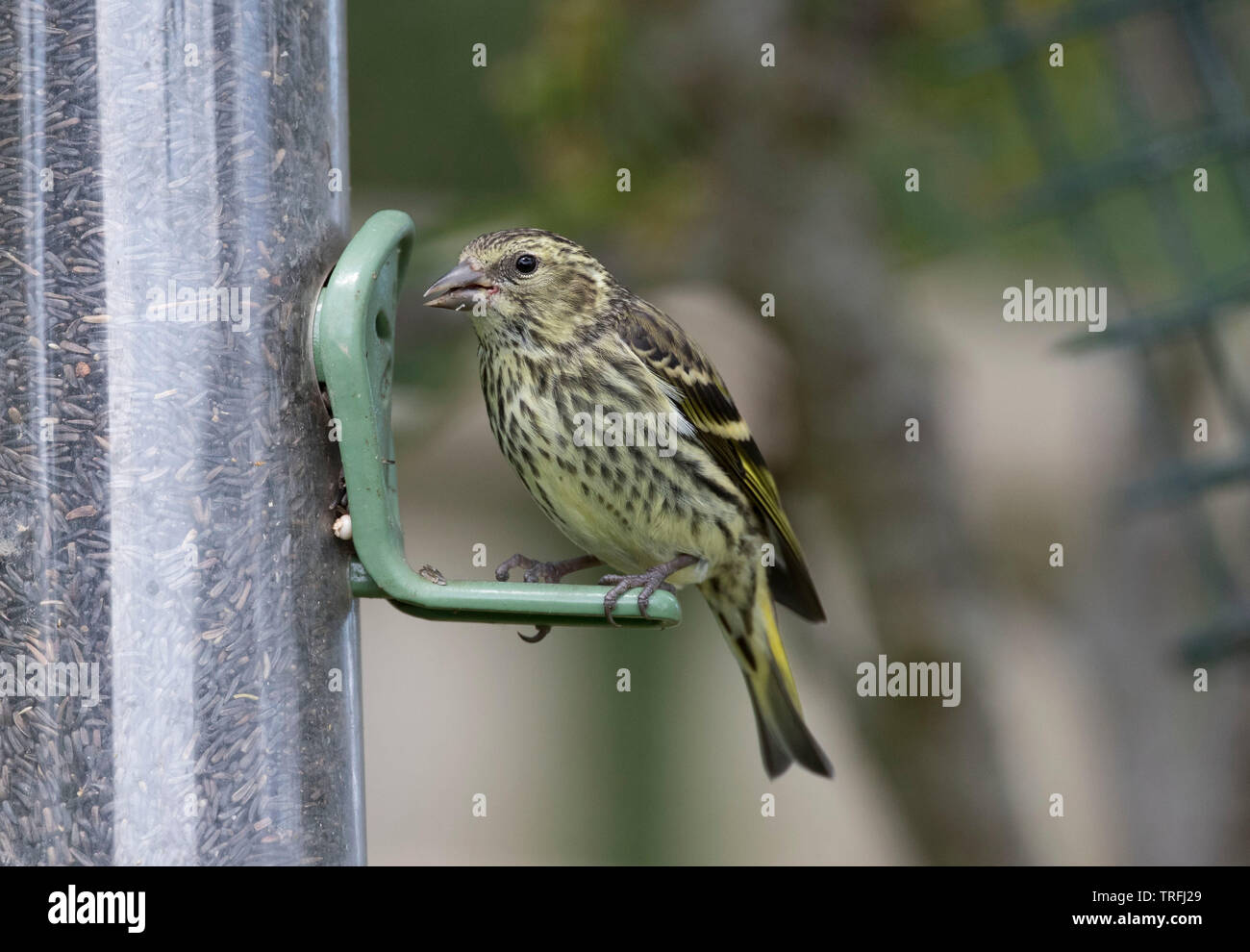 Unione Lucherino capretti, Carduelis spinus su un giardino nijer alimentatore Foto Stock