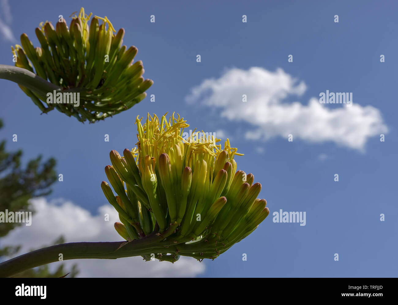 Agave (cactus) impianto è bloom nel sud-ovest del Texas. Foto Stock