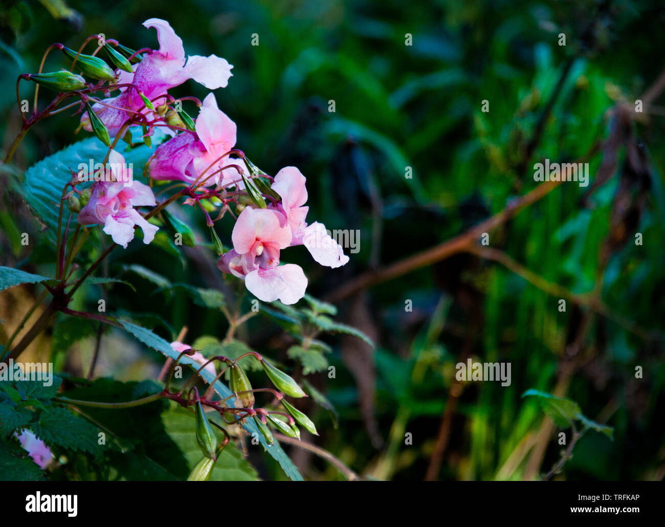 L'attraente anche se fiore invasiva del balsamo himalayana crescono sulle rive del fiume Tweed Foto Stock