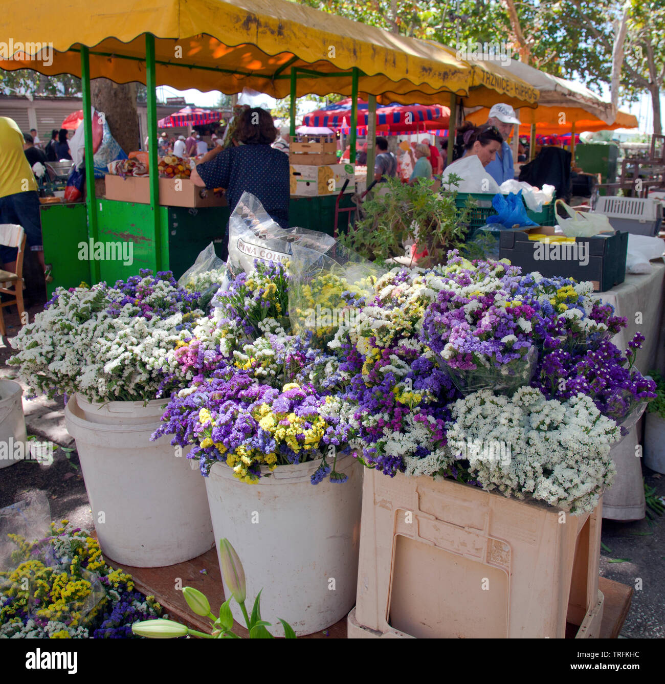 Blossoms quasi overflow dei loro contenitori al pubblico ombreggiato fiore e produrre mercato accanto al Palazzo di Diocleziano, Split, Croazia. Foto Stock