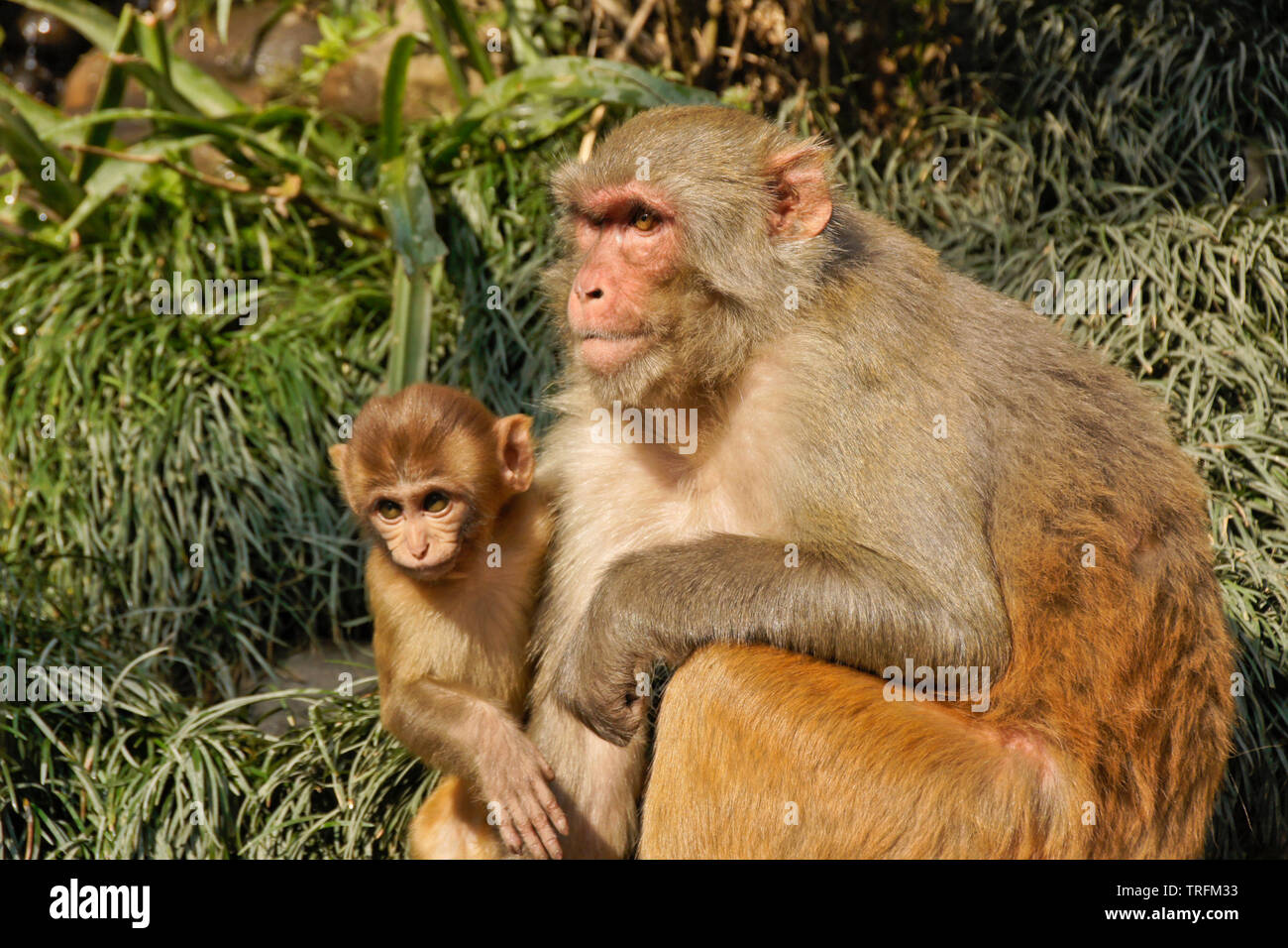 Femmina di macaco rhesus monkey con giovani seduti in erba, Kathmandu, Nepal Foto Stock