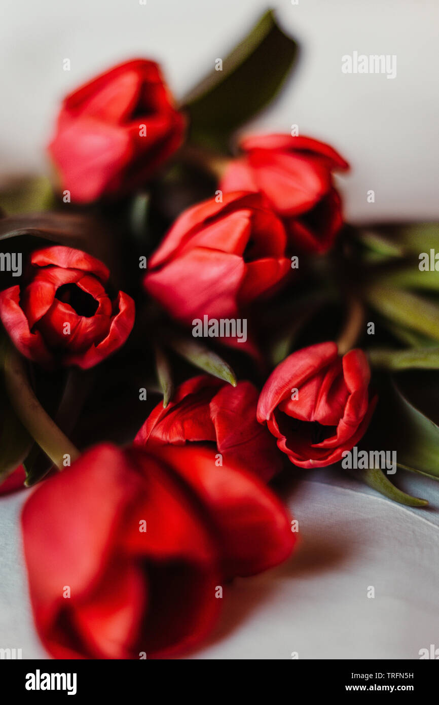 Incredibile seducente rosso bouquet di fiori Foto Stock