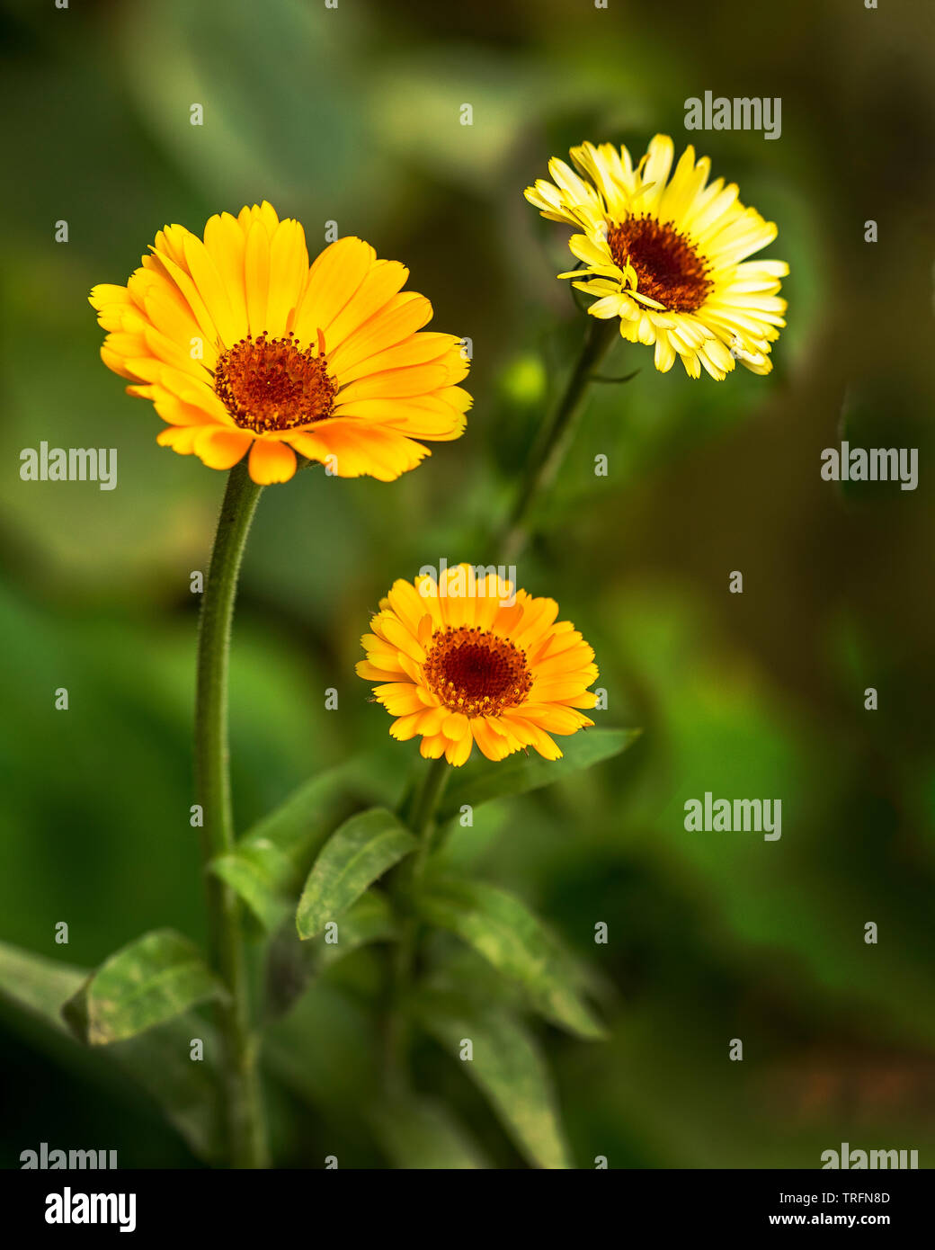 Giallo zinnia fiori nel giardino in una verde sfondo sfocato Foto Stock