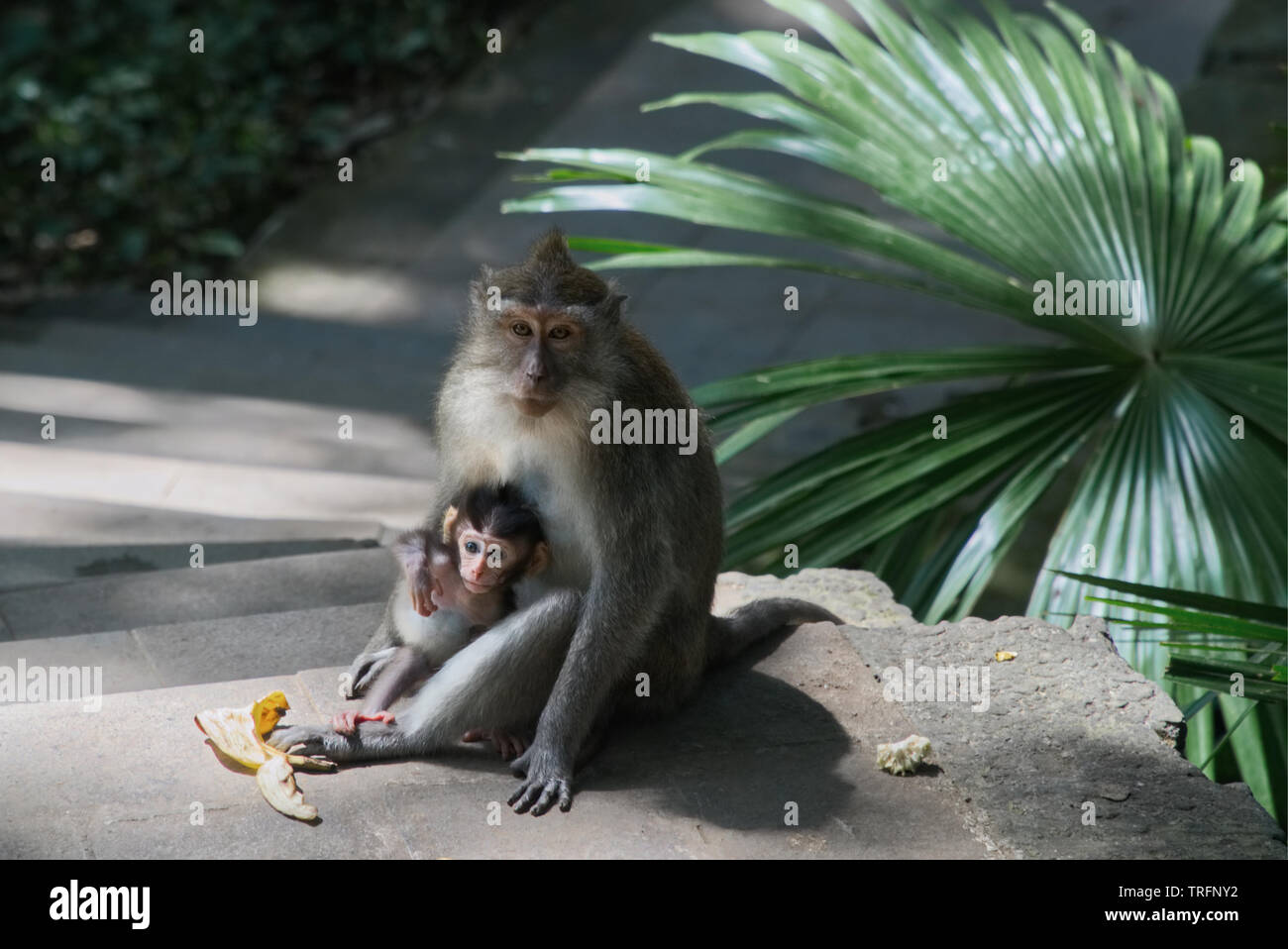 Scimmia femmina alimentando il suo bambino nella Sacra foresta delle scimmie in Ubud, Bali Foto Stock