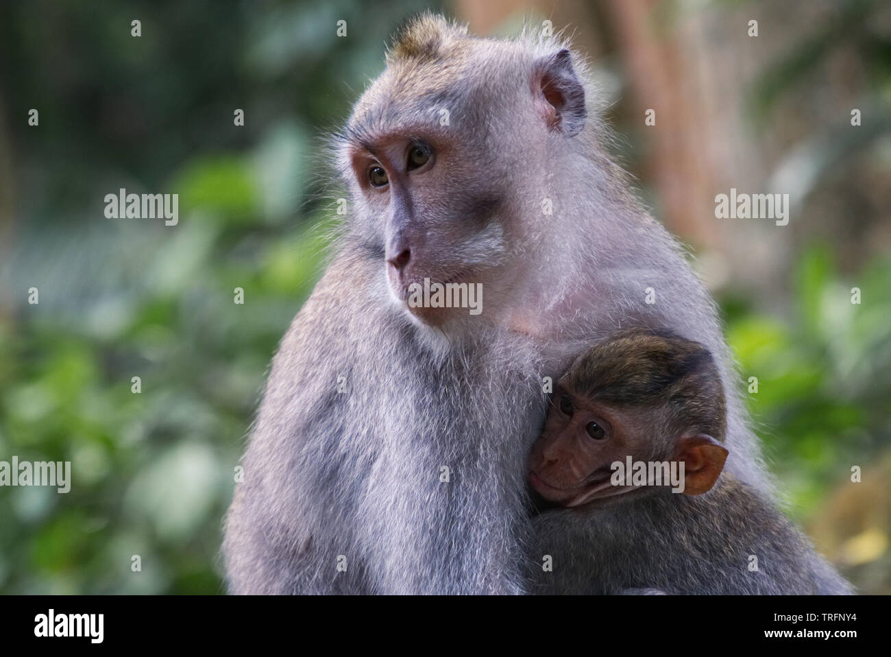 Scimmia femmina tenendo il suo bambino nella Sacra foresta delle scimmie in Ubud, Bali Foto Stock