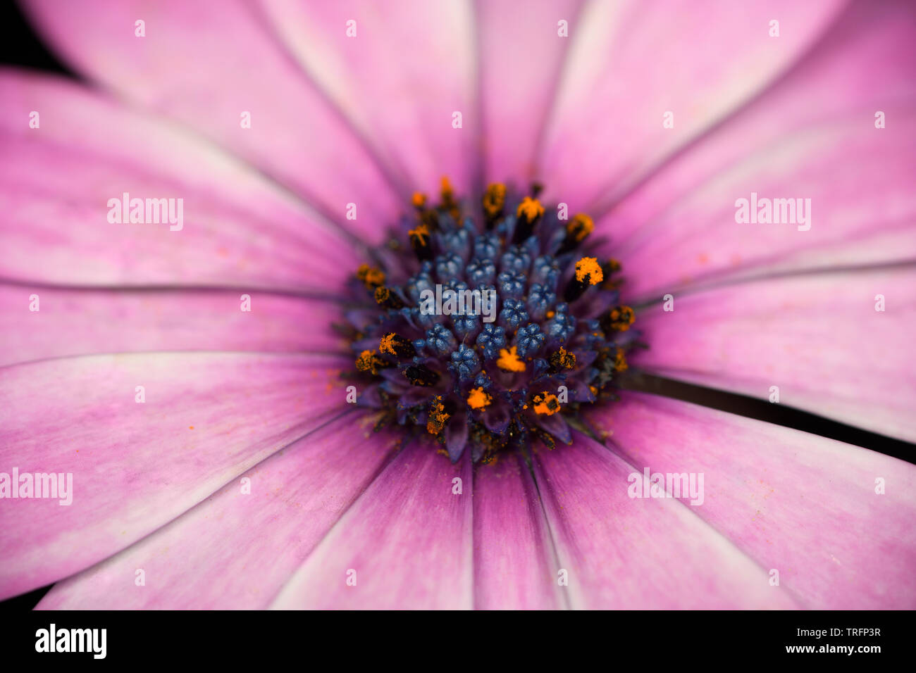 Petali di rosa e viola disk fiorellino di African Daisy fiore Osteospermum close up Foto Stock