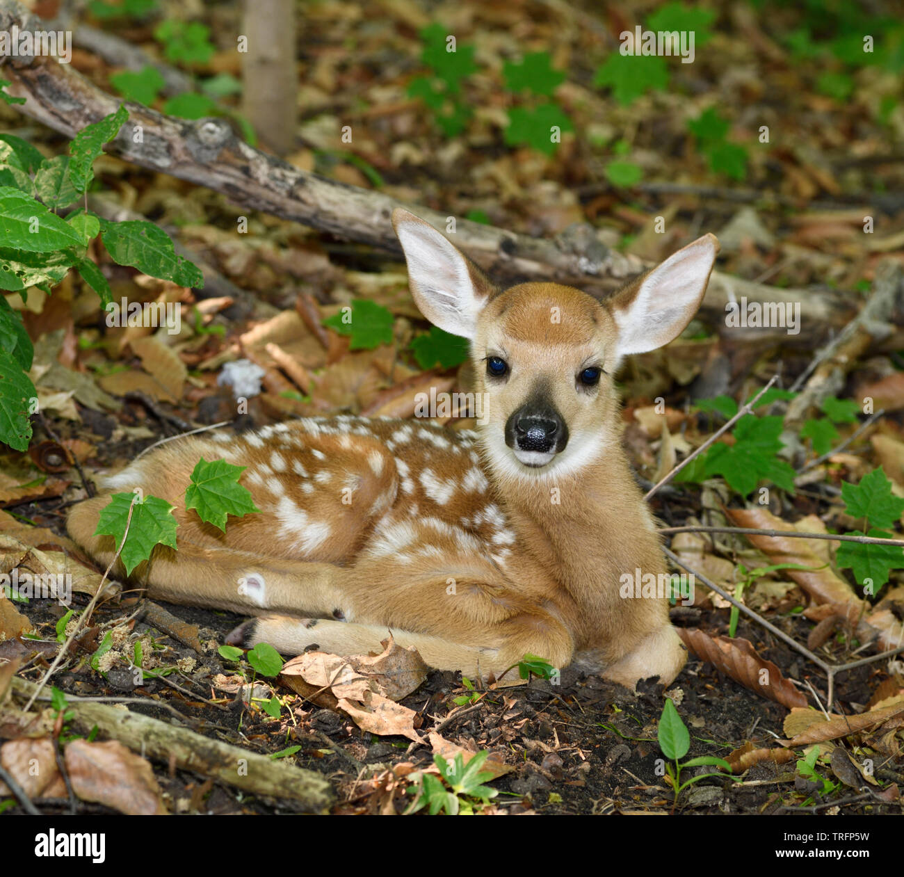 Giorno vecchio piccolo White Tailed Deer Fawn con i punti giacenti da soli nella foresta, mentre la madre è fuori rovistando Toronto Foto Stock