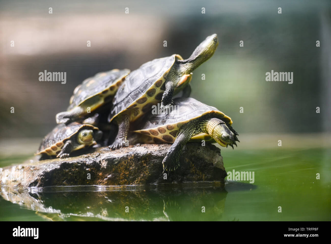 Turtle divertente sulla roccia stagno di acqua / Chinese stripe tartaruga a collo alto - il fuoco selettivo Foto Stock