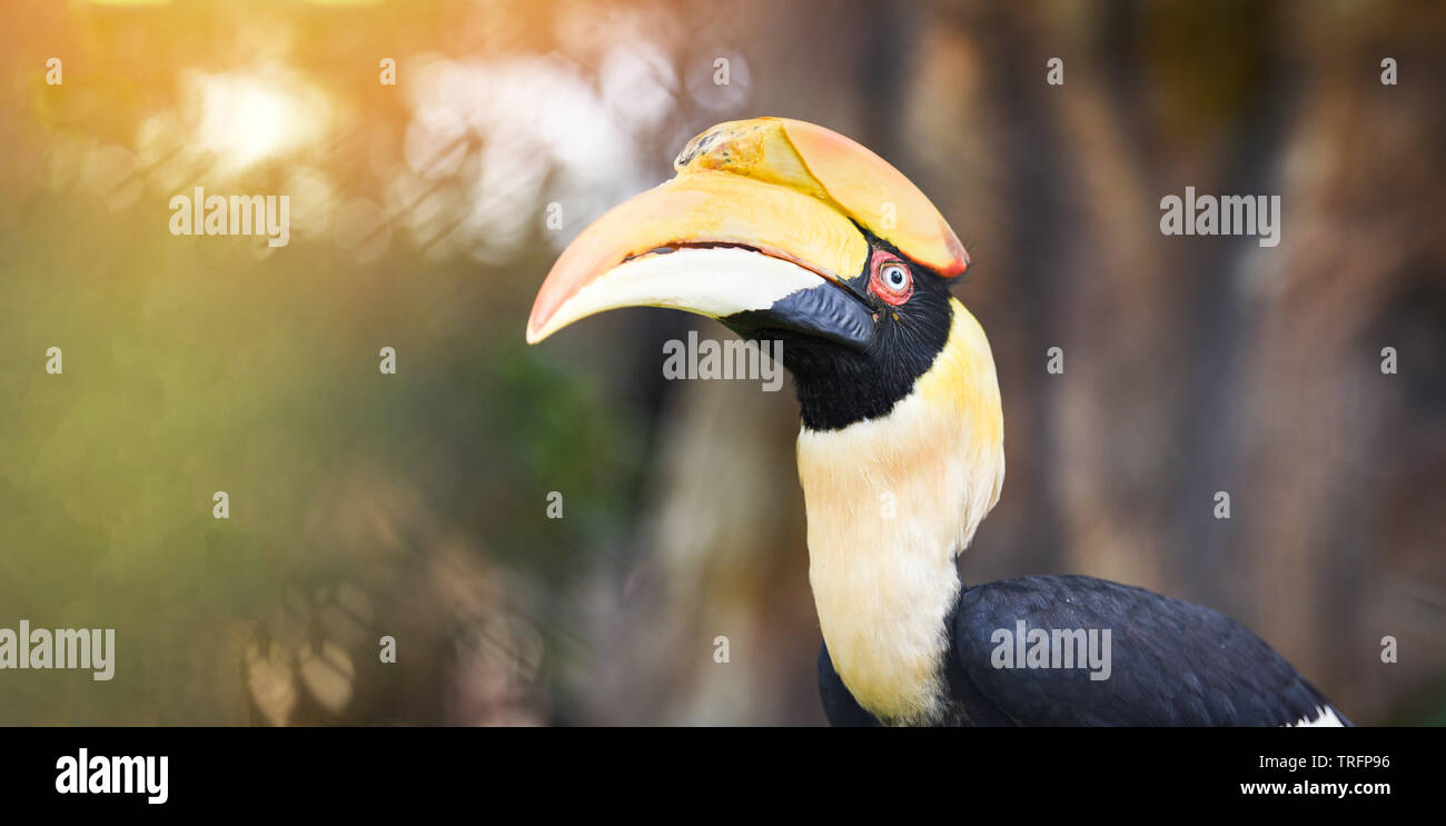 Grande Hornbill nel parco nazionale / Great Indian hornbill bellissimo uccello Foto Stock