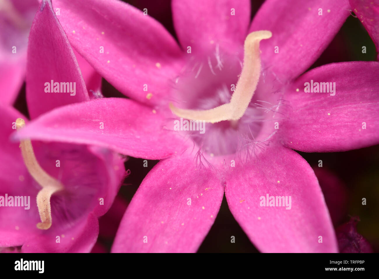 Chiudere fino a sette rosa petalo di fiore di Pentas Lanceolata luce a farfalla lavanda Foto Stock