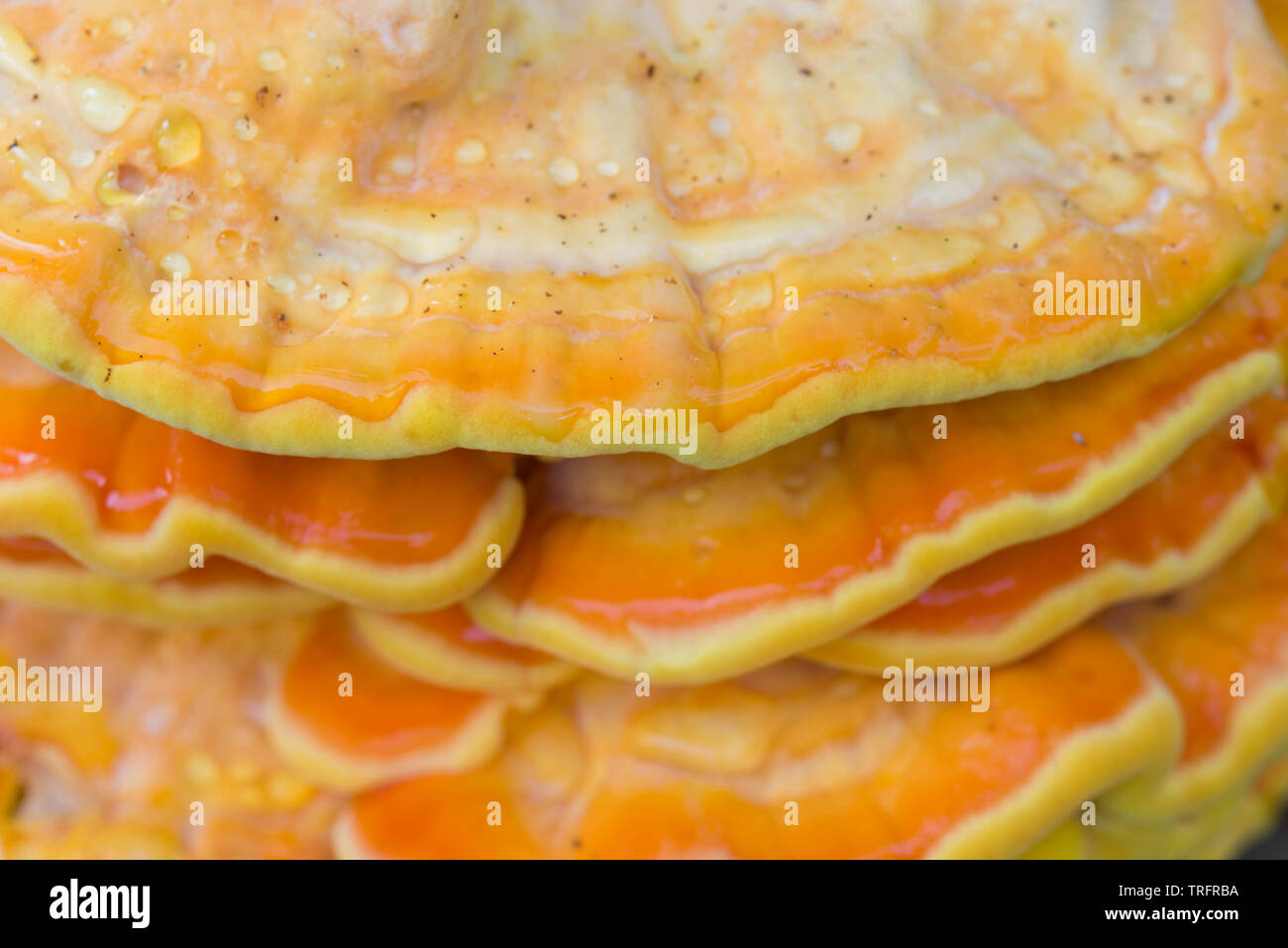 Fungo arancione sulla tree - laetiporus sulfurei, ripiano di zolfo closeup Foto Stock