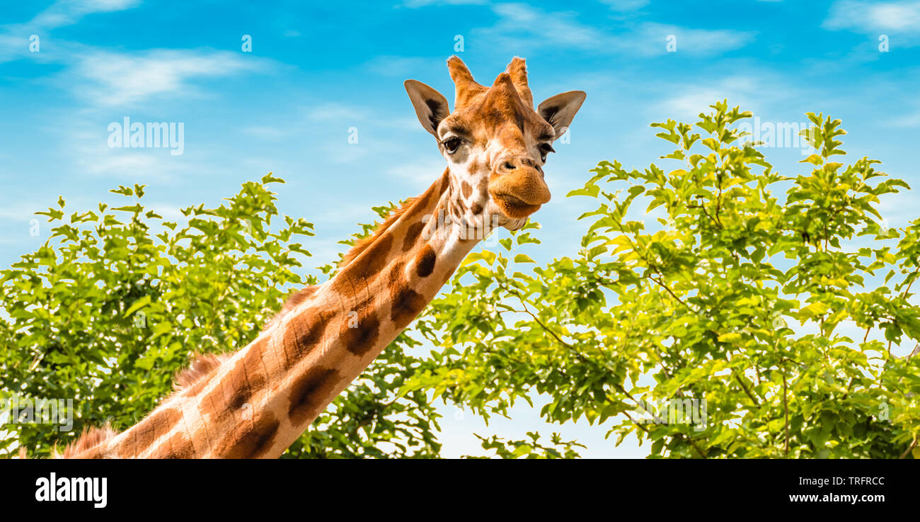Ritratto di giraffe in natura. La giraffa guardando in avanti, il verde degli alberi e il blu del cielo in background. La fauna selvatica banner. Foto Stock