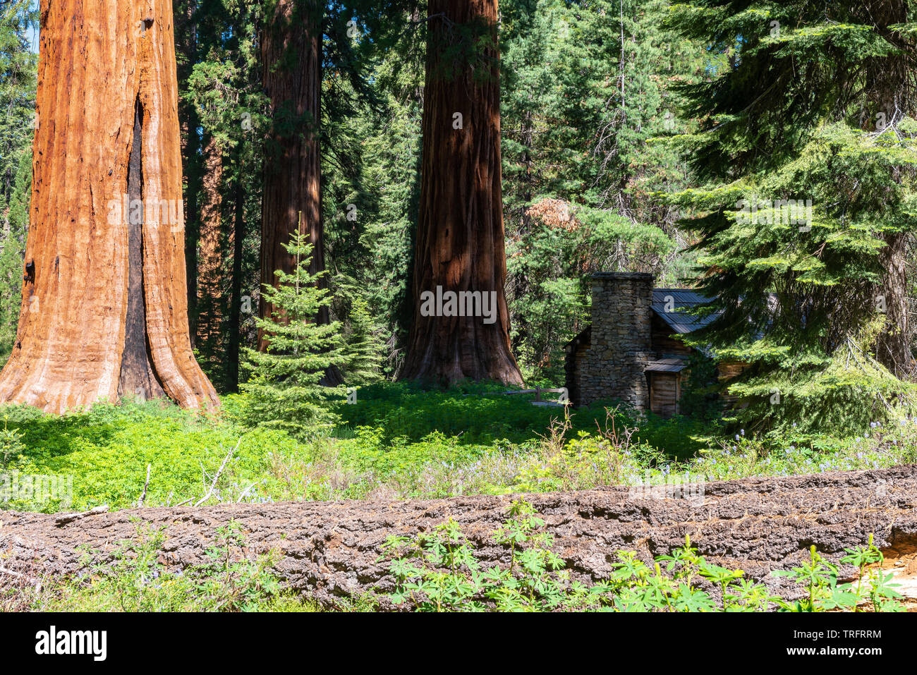 Mariposa Grove, Yosemite National Park, California, Stati Uniti d'America Foto Stock