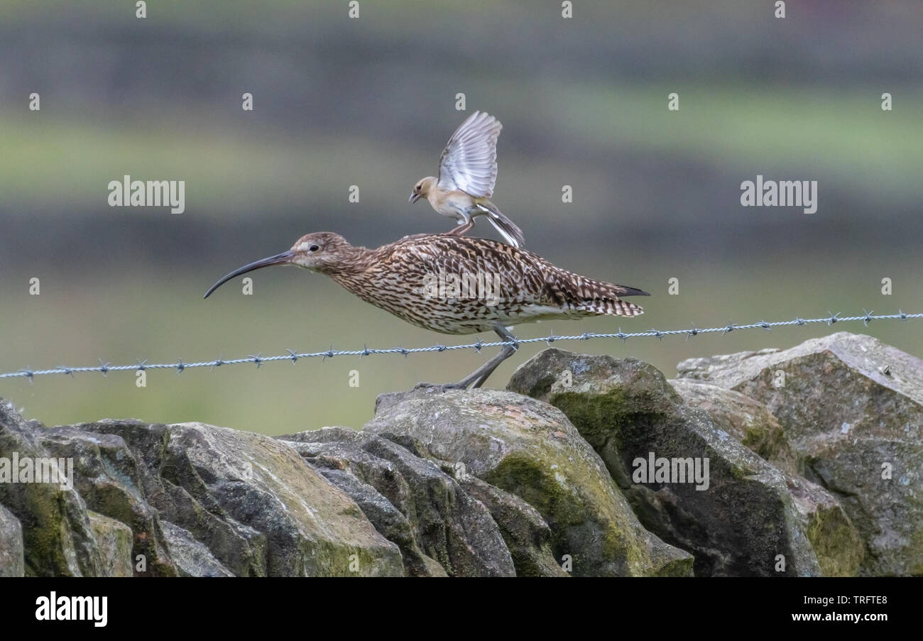 Sheffield South Yorkshire, Regno Unito. 04 Giugno, 2019. & Midhopestones, Sheffield, Inghilterra ; Verdone attaccando un Curlew e facendo un giro sulla sua schiena, un vero e proprio Davide contro Golia. Nonostante le recenti relazioni della Eurasian Curlew numero diventa bassa nel Regno Unito la zona intorno Langsett & Midhopestones vicino Sheffiled era vivo con il forte le chiamate del curlew. Ho notato intorno a 9 o 10 uccelli e ha avuto la fortuna di essere abbastanza vicino a fotografare due di queste sono di solito timida & belli uccelli. Credito: News immagini /Alamy Live News Foto Stock Sheffield South Yorkshire, Regno Unito. 04 Giugno, 2019. & Midhopestones, Sheffield, Inghilterra ; Verdone attaccando un Curlew e facendo un giro sulla sua schiena, un vero e proprio Davide contro Golia. Nonostante le recenti relazioni della Eurasian Curlew numero diventa bassa nel Regno Unito la zona intorno Langsett & Midhopestones vicino Sheffiled era vivo con il forte le chiamate del curlew. Ho notato intorno a 9 o 10 uccelli e ha avuto la fortuna di essere abbastanza vicino a fotografare due di queste sono di solito timida & belli uccelli. Credito: News immagini /Alamy Live News Foto Stock