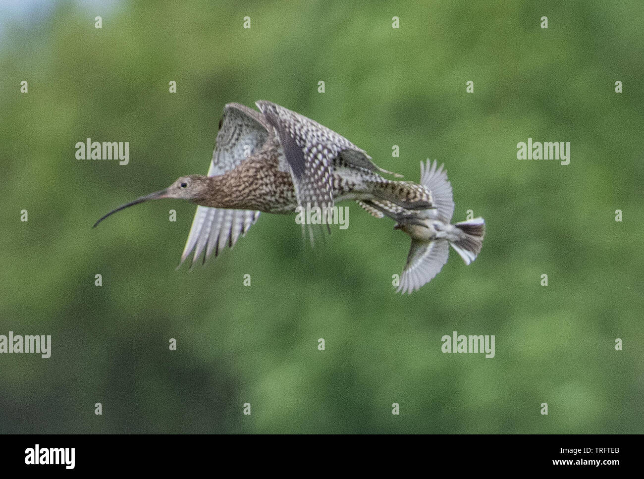 Sheffield South Yorkshire, Regno Unito. 04 Giugno, 2019. & Midhopestones, Sheffield, Inghilterra ; Verdone attaccando un Curlew e facendo un giro sulla sua schiena, un vero e proprio Davide contro Golia. Nonostante le recenti relazioni della Eurasian Curlew numero diventa bassa nel Regno Unito la zona intorno Langsett & Midhopestones vicino Sheffiled era vivo con il forte le chiamate del curlew. Ho notato intorno a 9 o 10 uccelli e ha avuto la fortuna di essere abbastanza vicino a fotografare due di queste sono di solito timida & belli uccelli. Credito: News immagini /Alamy Live News Foto Stock Sheffield South Yorkshire, Regno Unito. 04 Giugno, 2019. & Midhopestones, Sheffield, Inghilterra ; Verdone attaccando un Curlew e facendo un giro sulla sua schiena, un vero e proprio Davide contro Golia. Nonostante le recenti relazioni della Eurasian Curlew numero diventa bassa nel Regno Unito la zona intorno Langsett & Midhopestones vicino Sheffiled era vivo con il forte le chiamate del curlew. Ho notato intorno a 9 o 10 uccelli e ha avuto la fortuna di essere abbastanza vicino a fotografare due di queste sono di solito timida & belli uccelli. Credito: News immagini /Alamy Live News Foto Stock