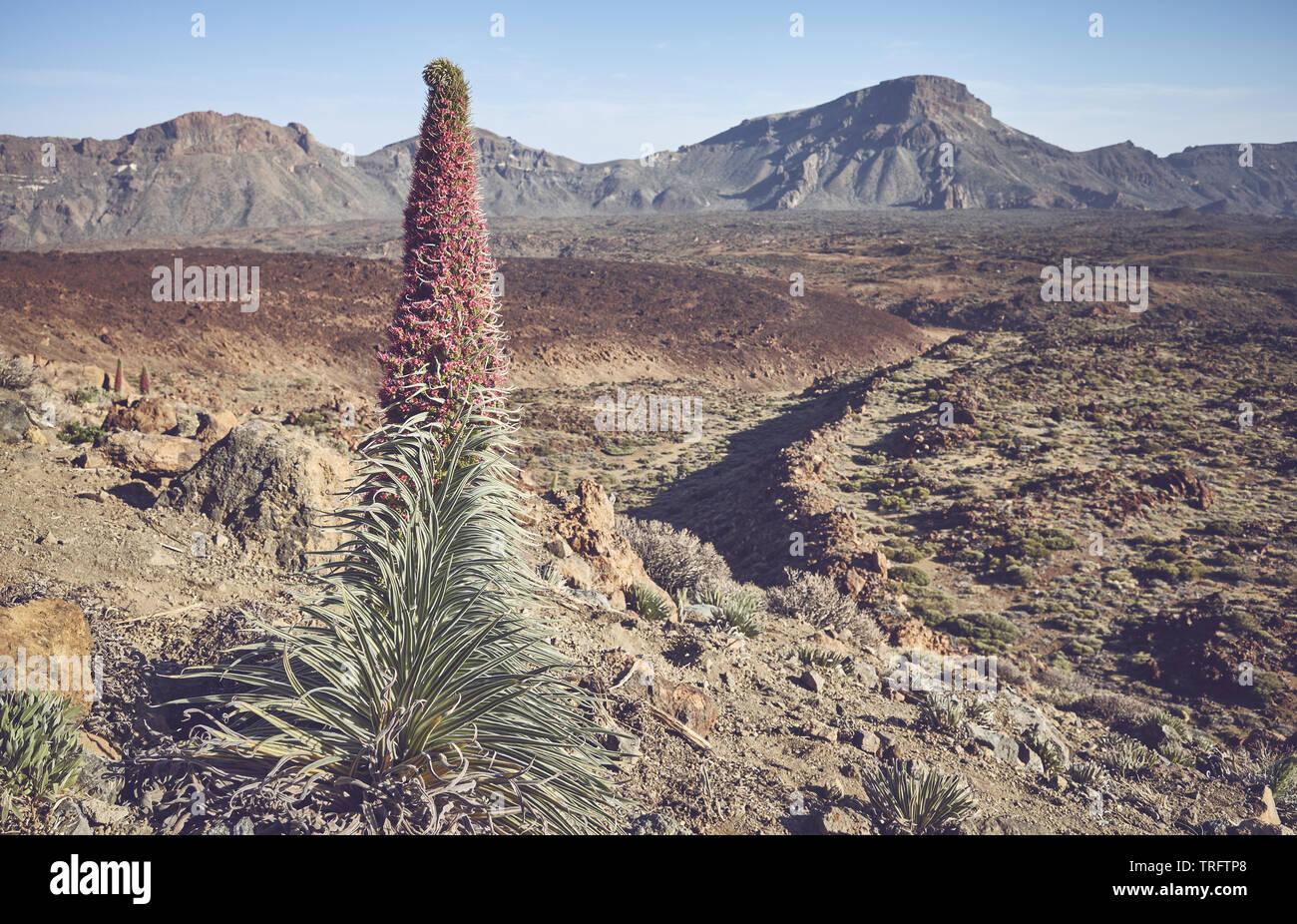 Retrò tonica foto del Parco Nazionale del Teide Paesaggio con torre di gioielli impianto, Tenerife, Spagna. Foto Stock