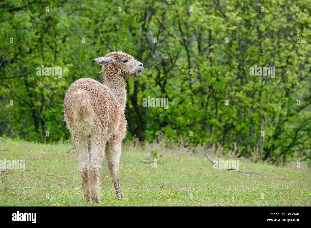 alpaca marrone chiaro completamente bagnata in piedi nella pioggia battente in attesa di tempo migliore Foto Stock