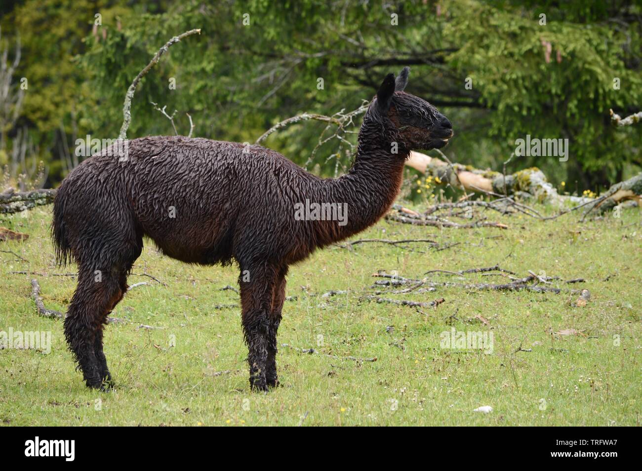 alpaca marrone scuro completamente bagnata in piedi nella pioggia battente in attesa di tempo migliore Foto Stock