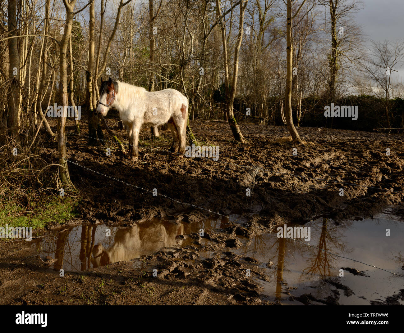 Cavallo d'Irlanda. Singolo bianco Gipsy Vanner cavallo di pannocchia irlandese in piedi in un campo fangoso Foto Stock