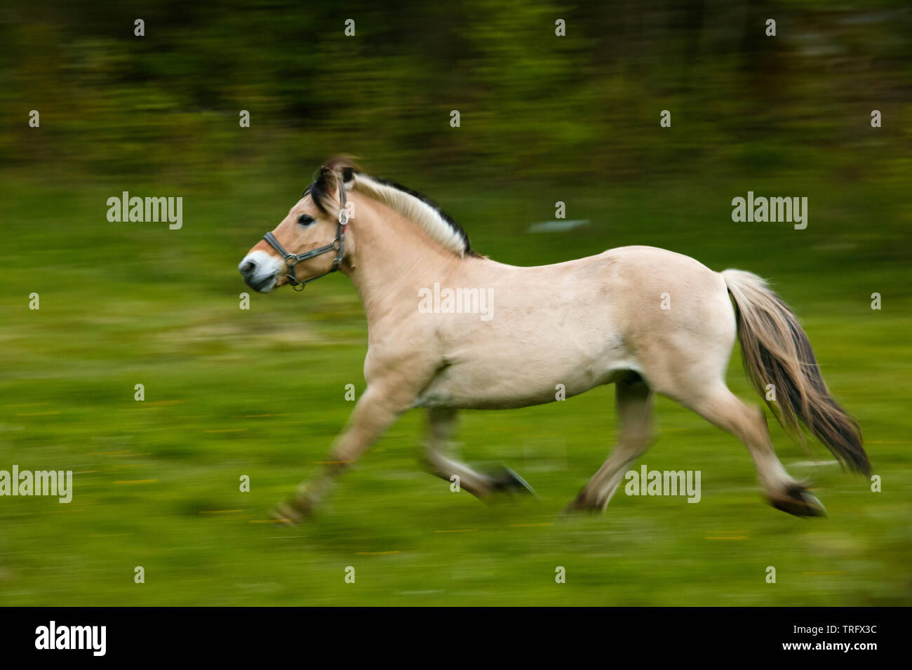 Un cavallo fjording, Equus ferus caballus, presso l'isola Oksenøya nel lago Vansjø, Østfold, Norvegia. Vansjø e i suoi dintorni di laghi e fiumi sono una parte dell'acqua sistema chiamato Morsavassdraget. Foto Stock