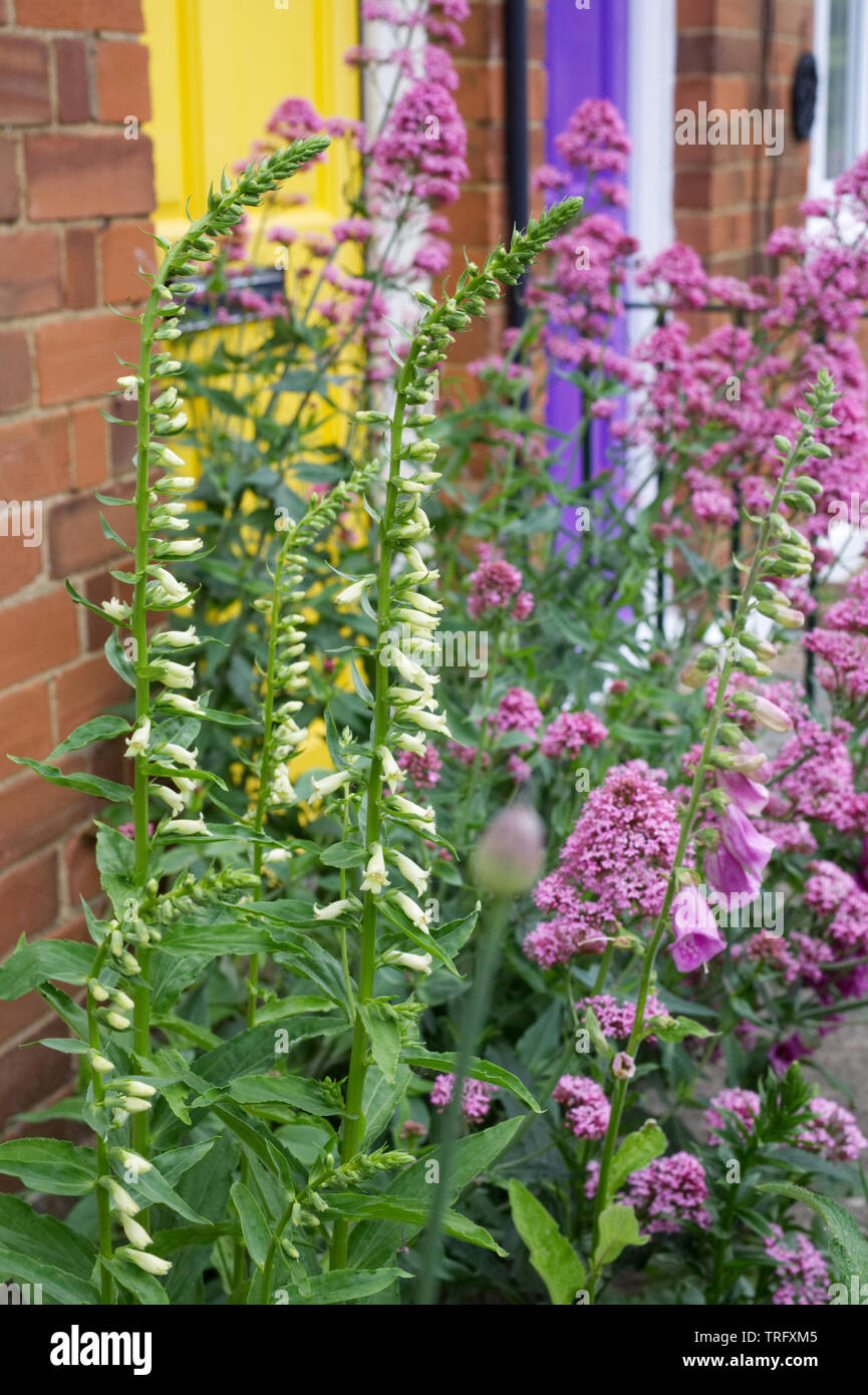 Digitalis lutea e Centranthus ruber fioritura in un giardino cottage. Foto Stock