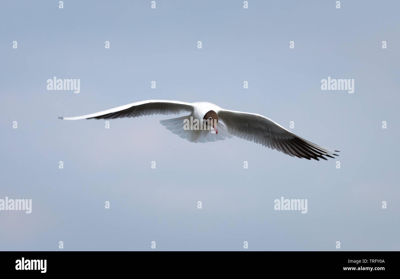 Testa nera seagull nel suo habitat a caccia di pesce Foto Stock