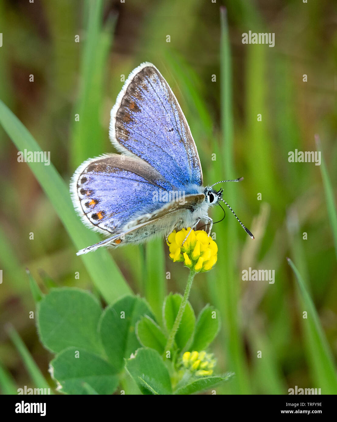 Comune Femmina blue butterfly variante con aree di colorazione blu alimentazione su trifoglio hop a Kenfig South Wales UK Foto Stock