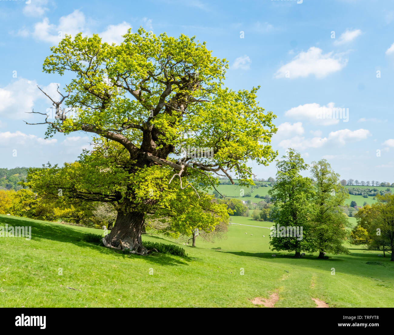 Inglese antico albero di quercia Quercus robur nella primavera fresca livrea ad Okeover Park in Staffordshire REGNO UNITO Foto Stock